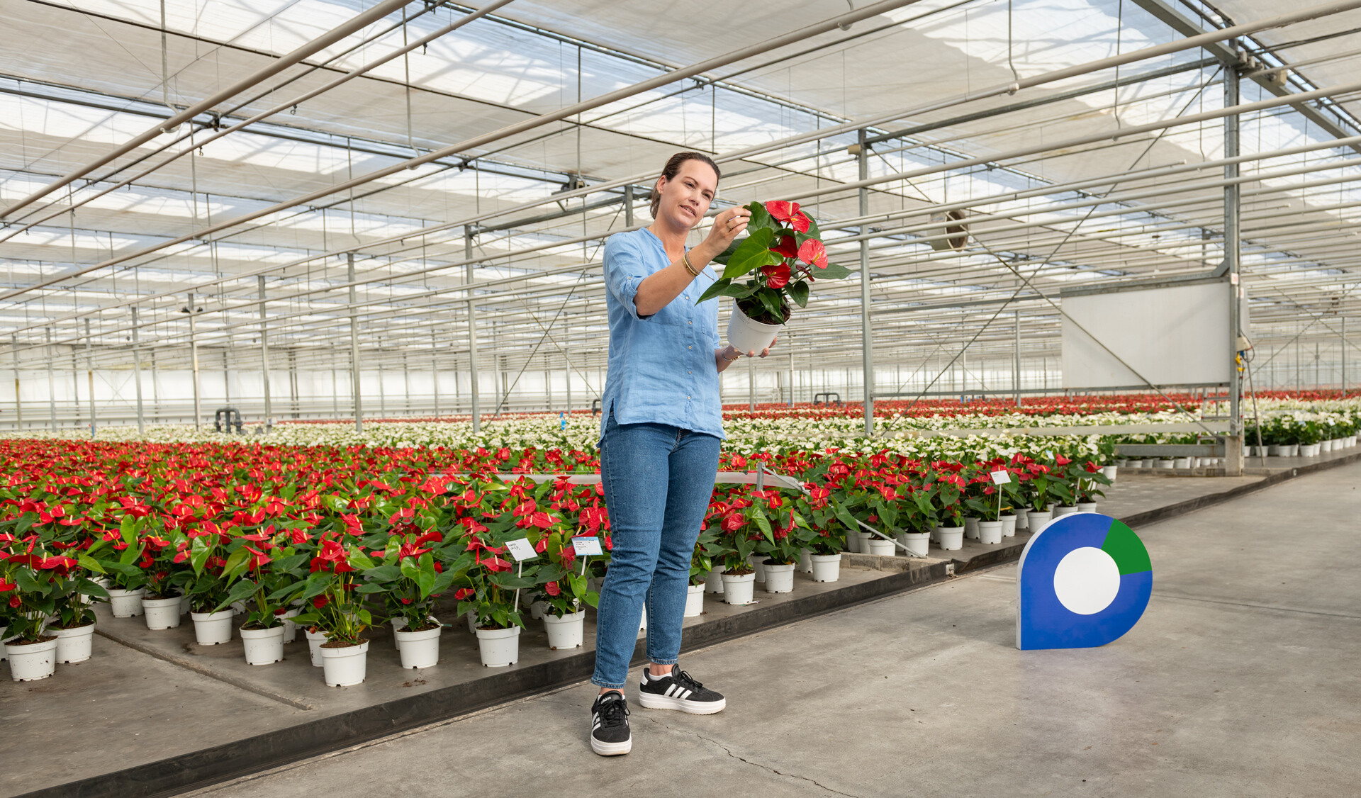 Afbeelding van een bloemkweker in een kas met een werkcentrum logo ernaast